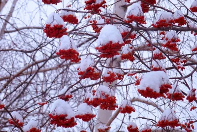 Картинка Рябина в снегу » Деревья » Природа » Картинки 24 - скачать  картинки бесплатно