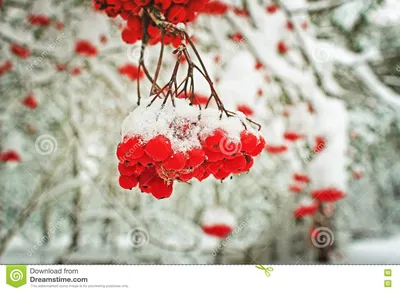 Рябина красная в снегу - 33 фото