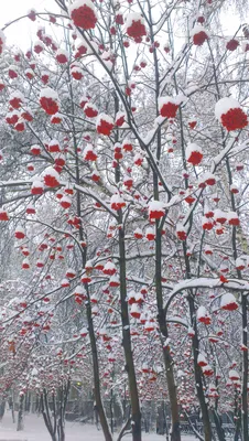 Рябина под снегом. | Пикабу