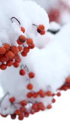 Спасти Новый Год, часть два: рябина на снегу - отзыв с фото на Косметач