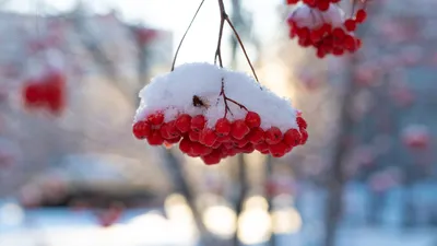 Рябина в снегу... | Рябина, Природа, Пленэр
