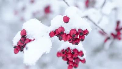 Рябина в снегу фото
