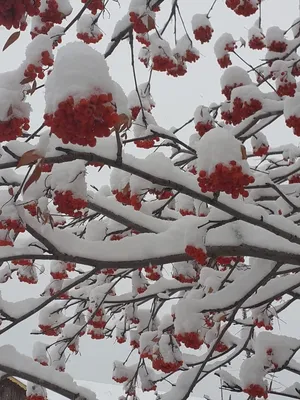 Рябина в снегу | Пикабу
