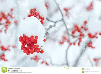 Обои на рабочий стол: Рябина, Зима, Снег, Природа, Ветка, Ягоды - скачать  картинку на ПК бесплатно № 89119