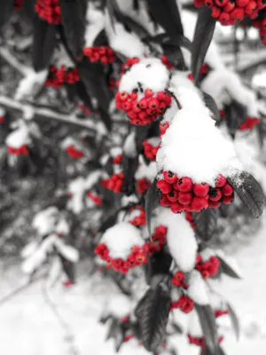 Обои холод, зима, снег, ветки, красный, ягоды, дерево, мороз, красная,  рябина, ветки в снегу картинки на рабочий стол, раздел природа - скачать