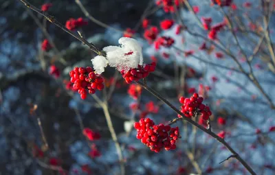 Красные ягоды рябины в снегу на деревьях зимой | Премиум Фото