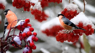 Обои зима, снег, деревья, ягоды, дерево, Рябина картинки на рабочий стол,  раздел природа - скачать