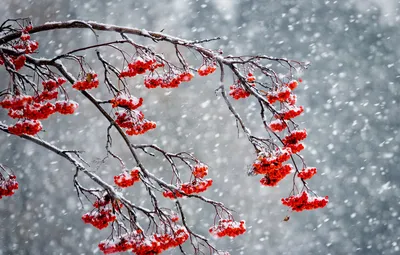 Обои зима, снег, ягоды, рябина картинки на рабочий стол, раздел природа -  скачать