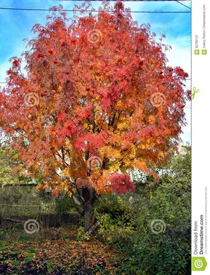 Красивая яркая рябина дерева осени Стоковое Изображение - изображение  насчитывающей агенства, падение: 82790137