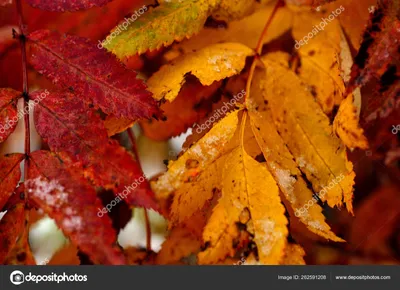 Цветные Листья Рябины Осенью Снежным Арктическим Кругом стоковое фото  ©YAYImages 262591208