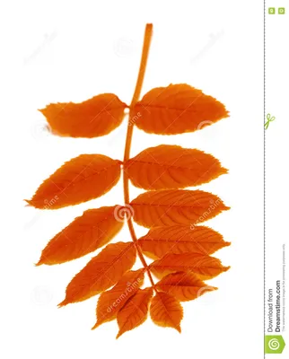 Рябина красная или обыкновенная (Sórbus aucupária) – Лиственные деревья  Буква «Р» - цветочный портал Ваш Сад!