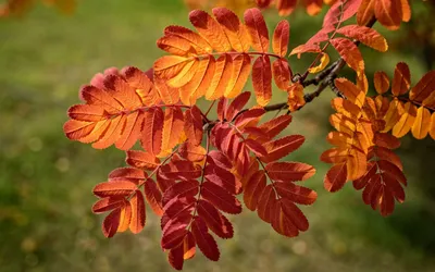 Листья рябины осенью - Природа - Обои на рабочий стол - Галерейка