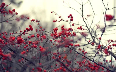 Рябина в саде города на ветви Красный цвет рябины осенью Стоковое  Изображение - изображение насчитывающей еда, листы: 127454189