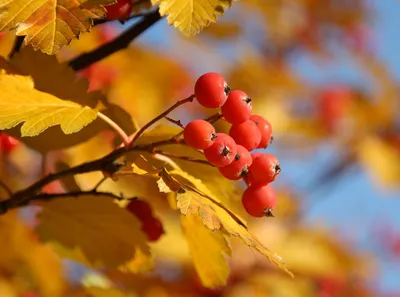 Красные ягоды рябины на осеннем дереве ветви рябины с красными листьями и  ягодами | Премиум Фото
