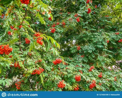 Гроздья рябины в осенней листве-ОБОИ- на рабочий стол-Осень бесплатно