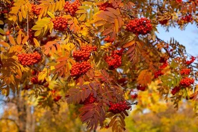 Фото рябина осень дерево - бесплатные картинки на Fonwall