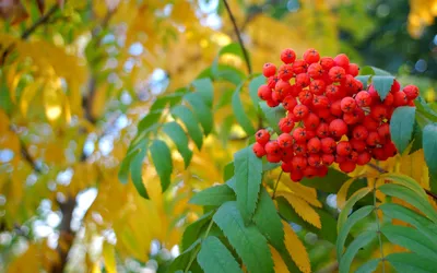 Грозди, рябина, ягоды, осень, листья, природа — #587127