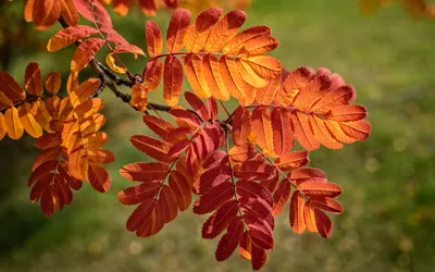 Листья рябины осенью - 48 фото