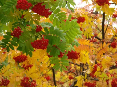 Осенняя рябина - фото и картинки: 59 штук