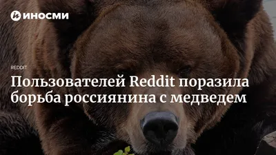 Пользователей Reddit поразила борьба россиянина с медведем | 31.01.2022,  ИноСМИ