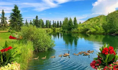 Фото красивая природа. Смотреть онлайн фоны красивой природы. Лето, озеро,  горы, сосны.