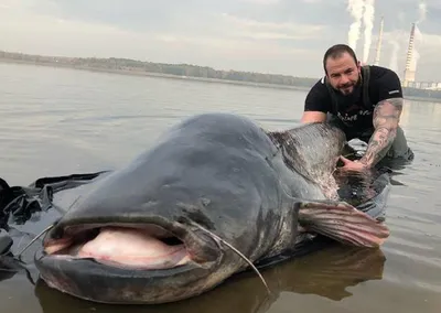 Новый рекорд: В Польше рыбак поймал 100-килограмового сома