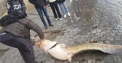 В Париже рыбаки поймали огромного сома в Сене — фото и видео - Апостроф