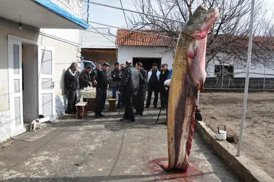 Гигантского сома выловили рыбаки в Сырдарье (фото, видео) — OTYRAR