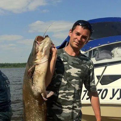 Рыбаки из Ижевска крупного улова ждут сутками и отпускают 50-килограммовых  сомов - KP.RU