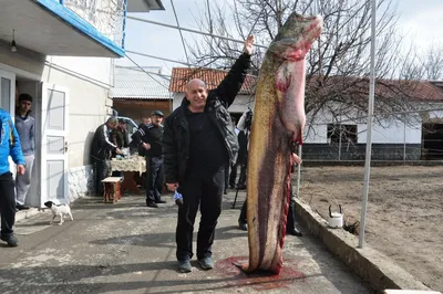 Гигантского сома выловили рыбаки в Сырдарье (фото, видео) — OTYRAR
