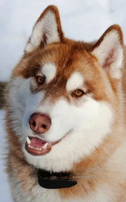 И снова о сибирском Хаски - самой красивой собаке на планете! » Infotolium
