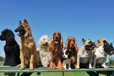 Божественная пропорция\": 7 самых красивых пород собак, близких к золотому  сечению