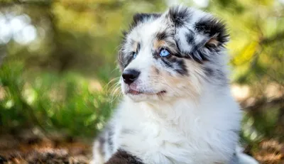 Топ самых красивых собак в мире | Petshop Journal | Дзен