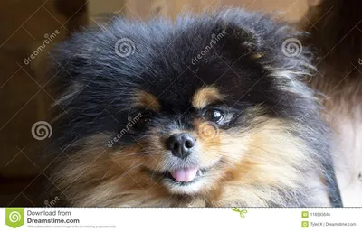 Самая красивая собака в мире Стоковое Фото - изображение насчитывающей  ðºñ€ð°ñ ð¸ð²ðµð¹ñˆðµðµ, ð½ð°ð¸ð±oð»ðµðµ: 118593646