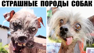 Самой уродливой собакой года стал пес по кличке Арахис - Новости на KP.UA