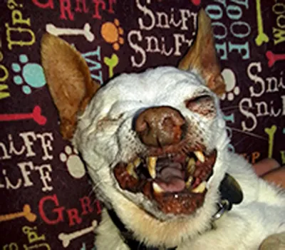 В США скончалась самая страшная в мире собака - Korrespondent.net