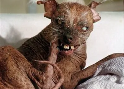 Самая безобразная собака Британии получила премию - как выглядит - Pets