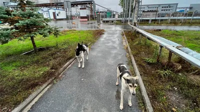 Бродячие собаки в Татарстане: почему животных стало так много, как власти  решают проблему - 15 февраля 2022 - 116.ru