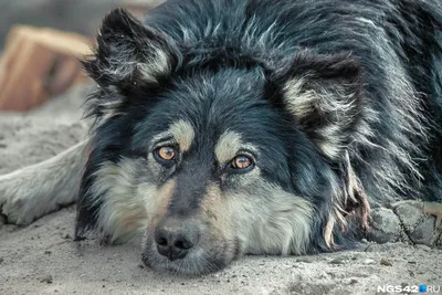 Самая красивая собака в мире Стоковое Фото - изображение насчитывающей  ðºñ€ð°ñ ð¸ð²ðµð¹ñˆðµðµ, ð½ð°ð¸ð±oð»ðµðµ: 118593646