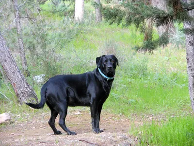 Появилась новая порода собак, претендующая на звание самой красивой в мире  - Досуг - Животные на Joinfo.com
