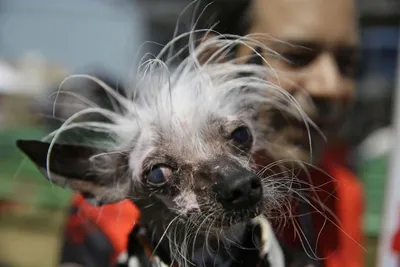 Найдена самая уродливая собака | Вы удивитесь, когда посмотрите фото -  Питомцы Mail.ru