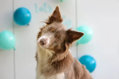 Взять собаку из приюта в Москве бесплатно | Фонд «Каждая собака»