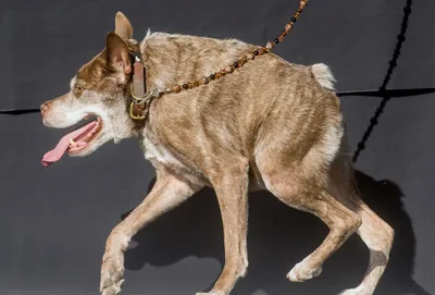 Умерла самая уродливая собака Великобритании - Korrespondent.net