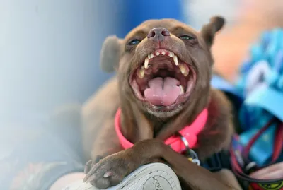 Самые уродливые собаки мира - Новости на KP.UA