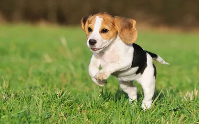 Самые красивые породы собак назвали в Animal Planet – новости на УНН | 30  ноября 2015, 18:57