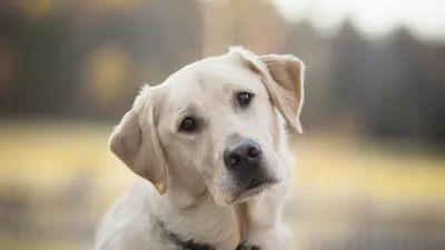 Топ 10 самых красивых пород собак в мире