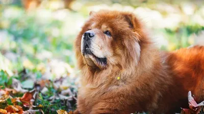 Топ-8 самых красивых пород собак (по субъективной версии редакции) -  Питомцы Mail.ru