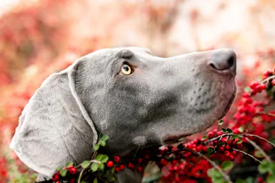 Глаз не отвести: 8 самых красивых пород собак в мире (видео) - новини Zero  Channel