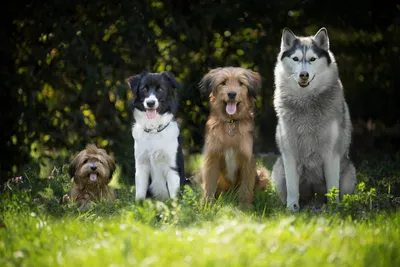 День собаки: ТОП-10 самых красивых пород - tochka.net