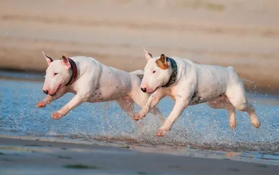 ТОП — 5 самых красивых собак! | МанкиБлог | Дзен